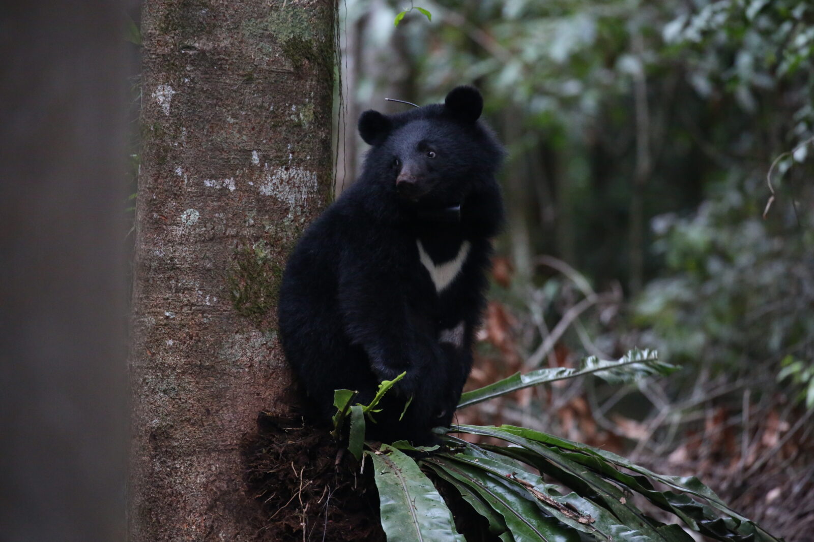 formosan black bear